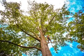Best Storm Damage Tree Cleanup  in Fannett, TX