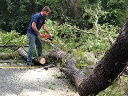 Best Tree Trimming and Pruning  in Fannett, TX