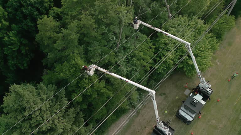 Reliable Fannett, TX Tree Removal Solutions