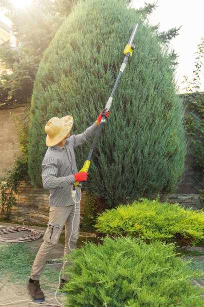 Best Lawn Maintenance Plans  in Fannett, TX